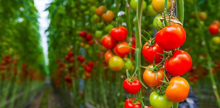 En la senda para crear tomates resistentes a parásitos