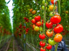 En la senda para crear tomates resistentes a parásitos