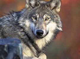 Daños causados por el lobo: 3.115 casos y casi un millón en indemnizaciones