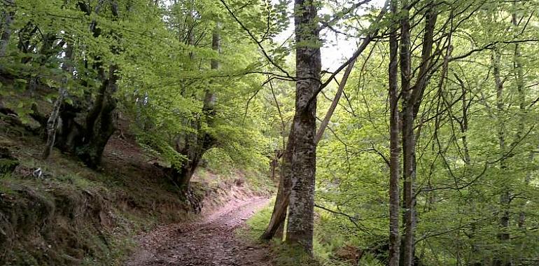 Se inician las obras de mejora de la pista de acceso a Vallimoru, en la Reserva de la Biosfera de Ponga