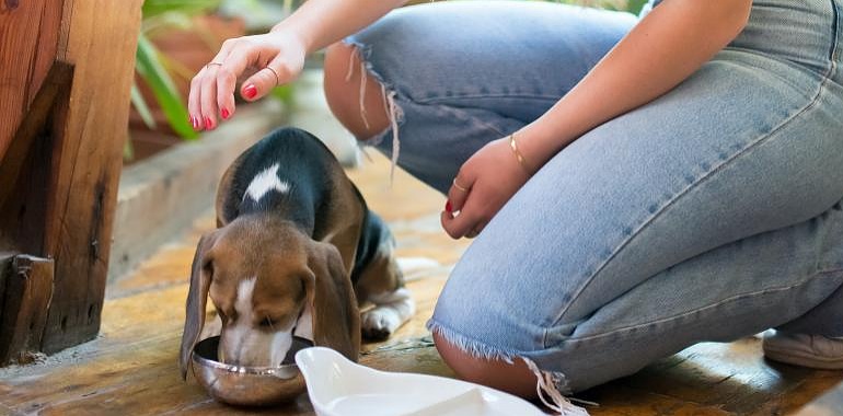 Dime cómo son los rasgos de tu personalidad y te diré qué raza de perro necesitas