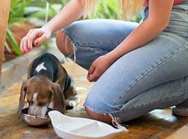 Dime cómo son los rasgos de tu personalidad y te diré qué raza de perro necesitas