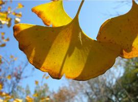 Un botánico español busca los refugios de la flora prehistórica en China