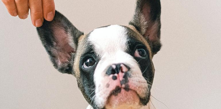 ¡Embárcate en la aventura de la adopción animal con corazón y sabiduría!