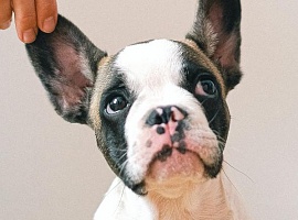 ¡Embárcate en la aventura de la adopción animal con corazón y sabiduría!