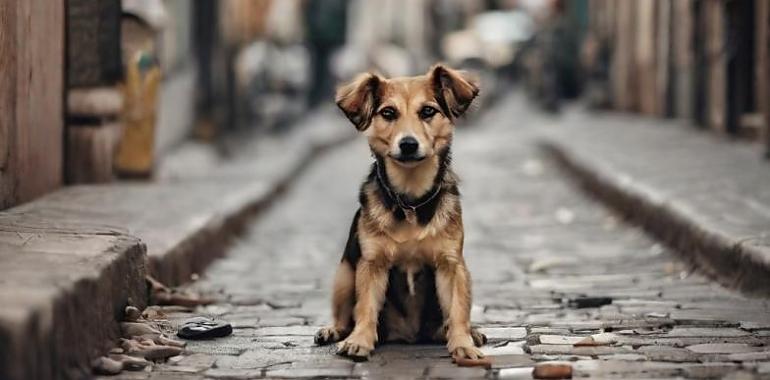 ¡ADN CANINO A LA ASTURIANA! ¿Es hora de una limpieza genética en las calles de Asturias