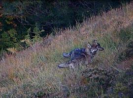 El lobo para el ecologismo: los datos oficiales desmienten aumento de población y daños, reafirmando la efectividad de la protección ganadera