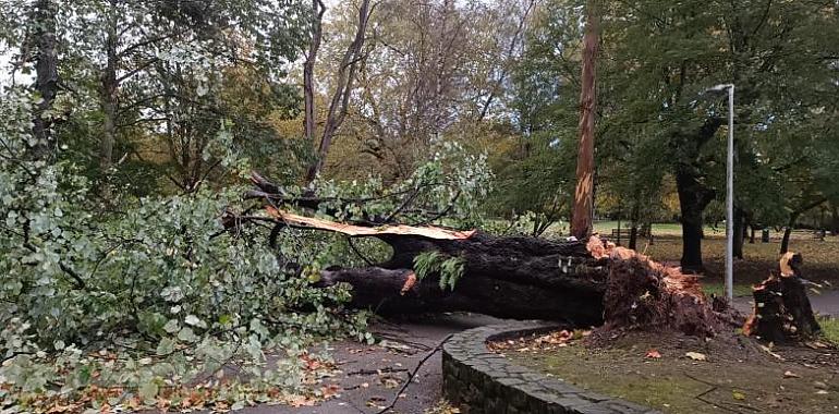 Incidencias por el temporal de viento registradas en Avilés