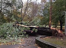Incidencias por el temporal de viento registradas en Avilés