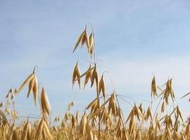 Nuevas terapias suplementarias a la dieta sin gluten para pacientes celiacos