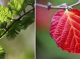 El cambio climático ya tiene un impacto en la transformación de las hojas de los árboles 