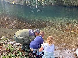 Repoblación de salmón en el Parque Natural de Somiedo con la suelta de 10.000 alevines