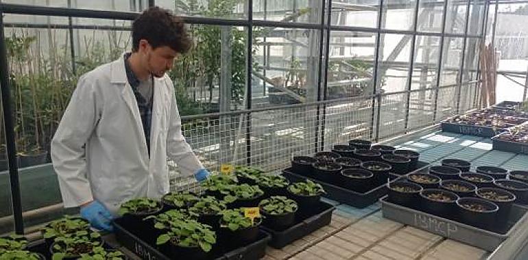 Innovación científica en España: Plantas transformadas en biofactorías para combatir el SARS-CoV-2