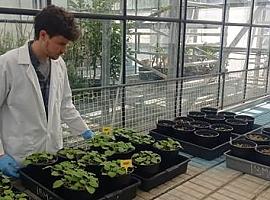 Innovación científica en España: Plantas transformadas en biofactorías para combatir el SARS-CoV-2
