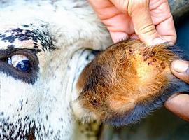 Inversión de 4,5 millones en 2024 para garantizar la salud ganadera persiguiendo una calidad sanitaria óptima y cero transmisión de enfermedades al ser humano