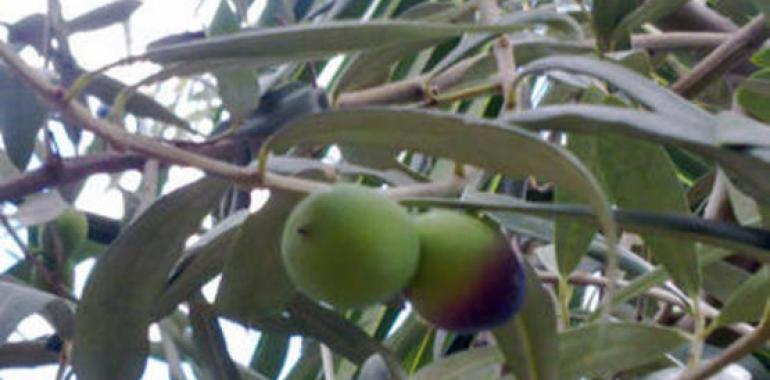Descubren propiedades anticancerígenas en las hojas de olivo