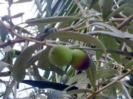 Descubren propiedades anticancerígenas en las hojas de olivo