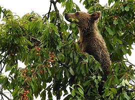 Un estudio de la Universidad de Oviedo revela efectos del cambio climático en el cerezo silvestre y el oso pardo
