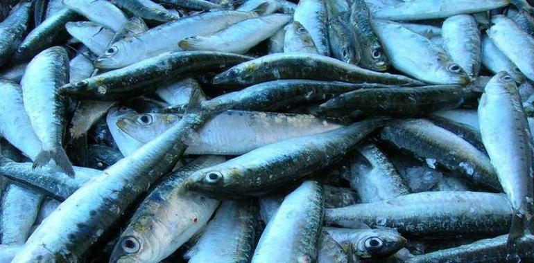 La biomasa de la anchoa se recupera y permitirá la campaña de 2012