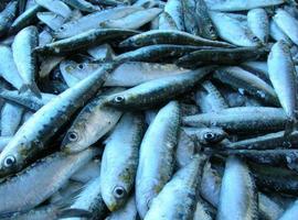 La biomasa de la anchoa se recupera y permitirá la campaña de 2012