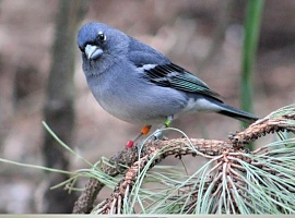 Un estudio de la Universidad de Oviedo presenta soluciones prometedoras para proteger aves en riesgo debido al cambio climático