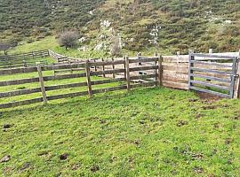 Inversión de 216.000 euros en la mejora de infraestructuras ganaderas en el Parque Nacional de los Picos de Europa