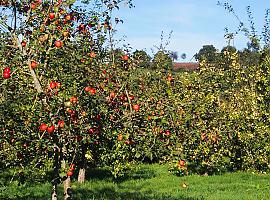 522.000 euros par proyectos de regeneración de espacios públicos con el cultivo de frutales autóctonos