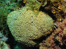 Encuentran contaminación industrial ya hasta en los corales