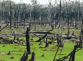 Un nuevo estudio publicado en la revista Nature advierte que hasta el 47% de la selva amazónica podría sufrir cambios irreversibles y desaparecer en 2050