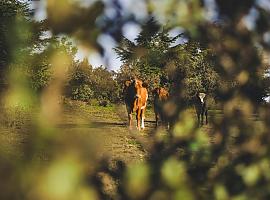 El campo asturiano se abre a nuevos talentos: ¡Ayudas de hasta 100.000€ para jóvenes y mayores de 40 años!