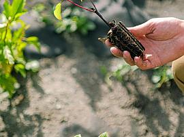 Cultiva tu propio oasis verde: Avilés Verde te enseña cómo