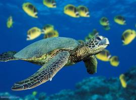 Un extraño virus amenaza a las tortugas de mar