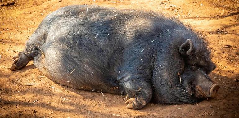 Plan de caza para controlar la población de jabalíes en Asturias