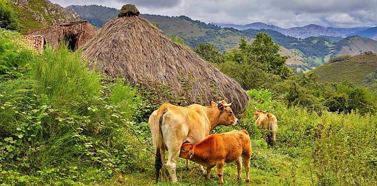 Más de 92 millones para el campo asturiano: Abierto el plazo para solicitar las ayudas de la PAC 2024