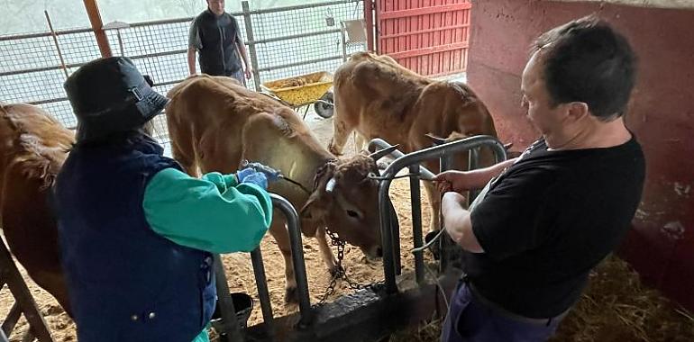 Asturias blinda a su ganado contra la lengua azul con una inversión de casi dos millones