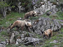 Castañas, osos y desarrollo rural: un proyecto para revitalizar los bosques y proteger al oso pardo