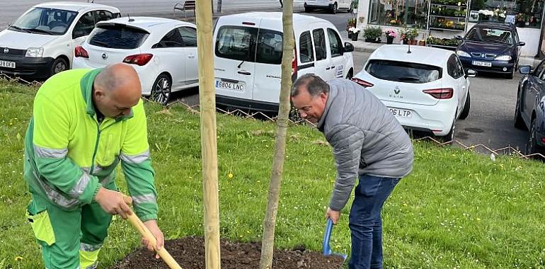 Seis nuevos árboles dan vida al parque de Somorrostro