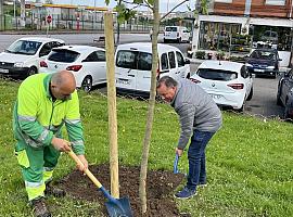 Seis nuevos árboles dan vida al parque de Somorrostro