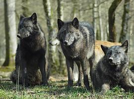 Aumenta la población de lobos en Asturias: Ya son 43 manadas