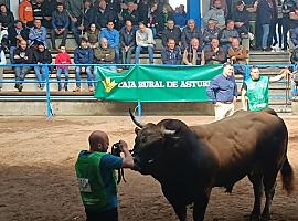 "Bufón" conquista Cangas del Narcea con un precio récord en la subasta de sementales