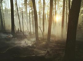 Asturias invierte 5 millones para proteger sus bosques: Lucha contra incendios, repoblación y ganadería sostenible, los ejes de la nueva convocatoria de ayudas