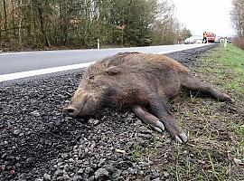 Los animales salvajes se adueñan de las carreteras asturianas