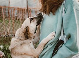 Alergias en perros y gatos: guía completa para combatirlas