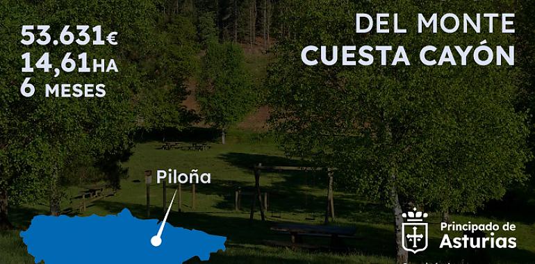 Renace el bosque en Piloña: Medio Rural invertirá 53.631 euros en la repoblación de Cuesta Cayón