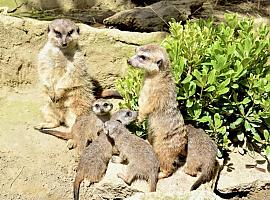 Nuevos nacimientos en El Bosque: Suricatas y guacamayos se suman a la familia del centro zoológico