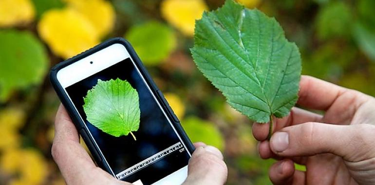 Participa en el Biomaratón de Flora Española y descubre la increíble diversidad vegetal de Asturias