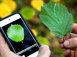 Participa en el Biomaratón de Flora Española y descubre la increíble diversidad vegetal de Asturias