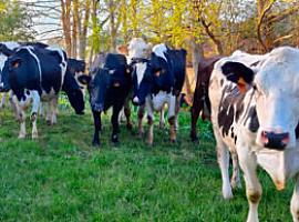 Medio Rural anuncia ayudas para la recogida de leche en pequeñas explotaciones de alta montaña