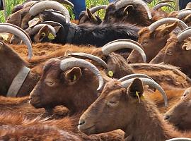 90.000 euros para fomentar las razas autóctonas asturianas