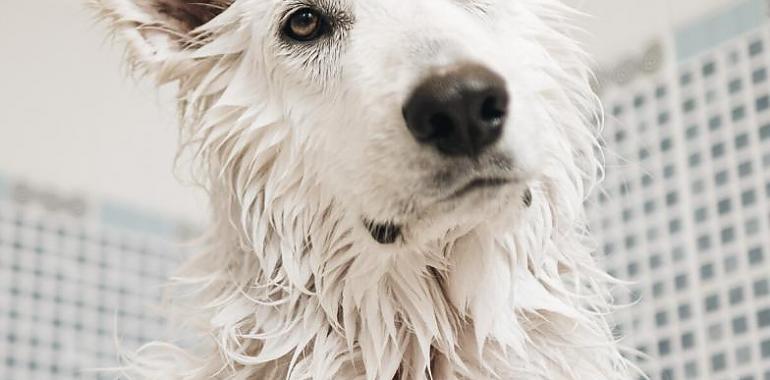Se buscan animales de compañía en Asturias para un proyecto fotográfico internacional y solidario